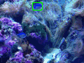 fish1 fish1