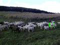 sheep sheep