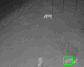 running_rhino running_rhino
